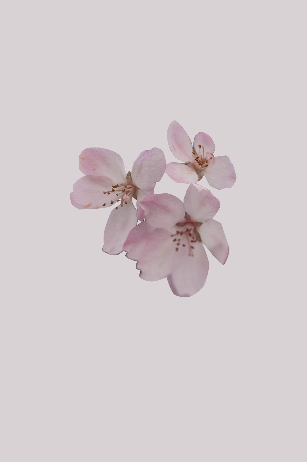 海棠花免抠元素装饰图案插画17
