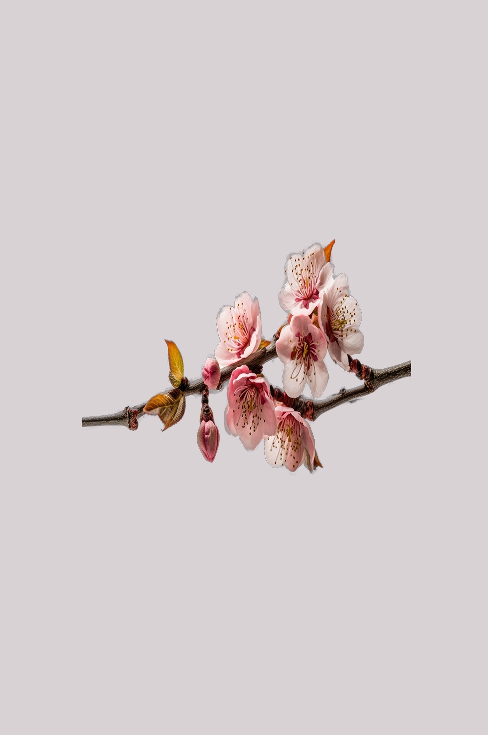 桃花素材图中国风海报设计桃树花枝透明背景32