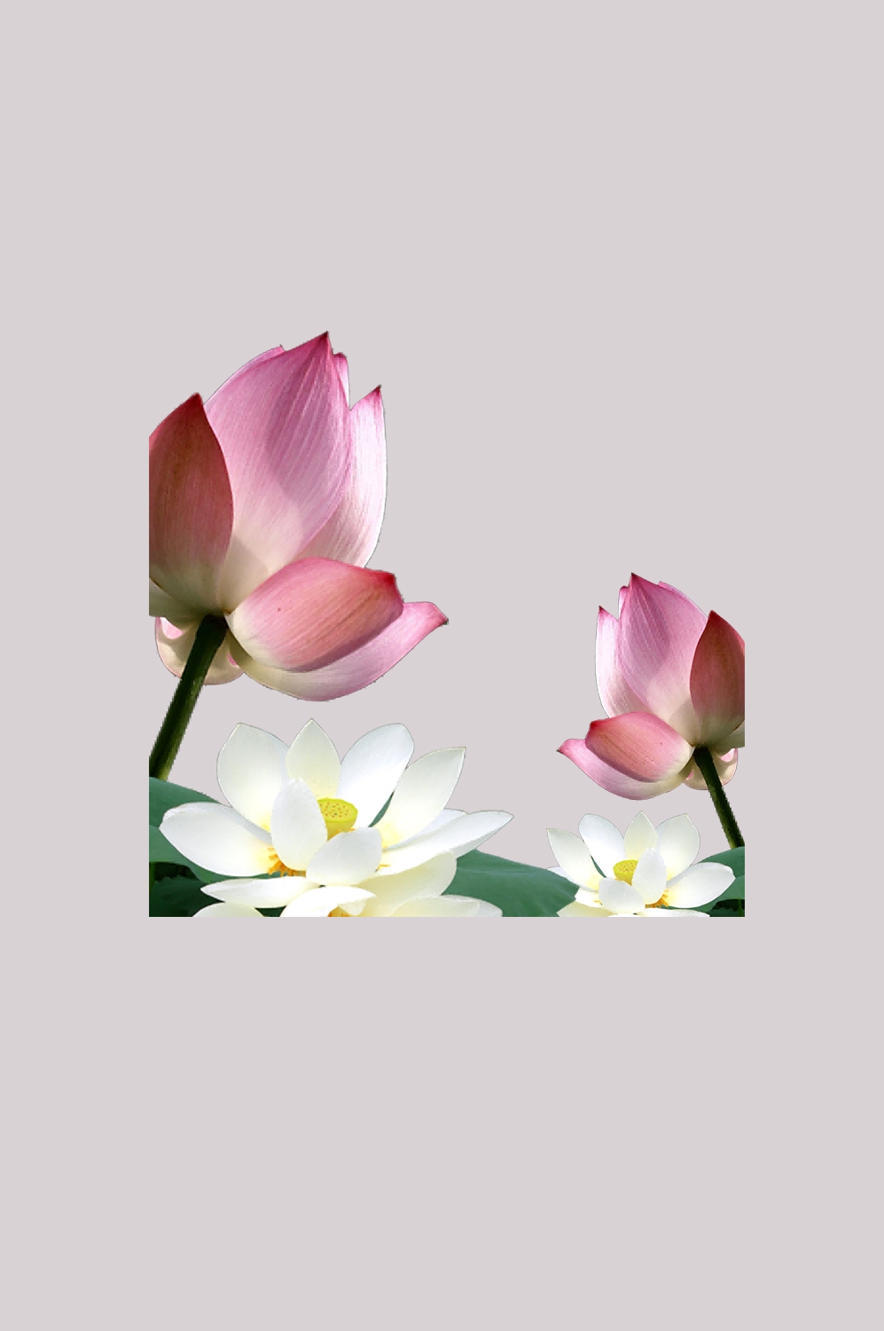 荷叶荷花素材插画装饰元素透明背景免抠素材45