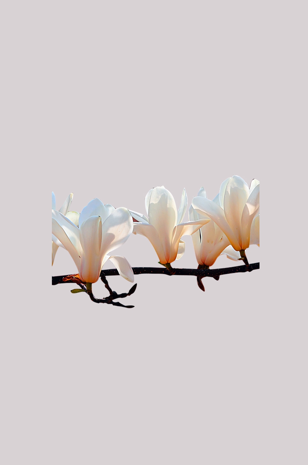 手绘淡雅玉兰花枝花朵装饰元素插图免抠素材37