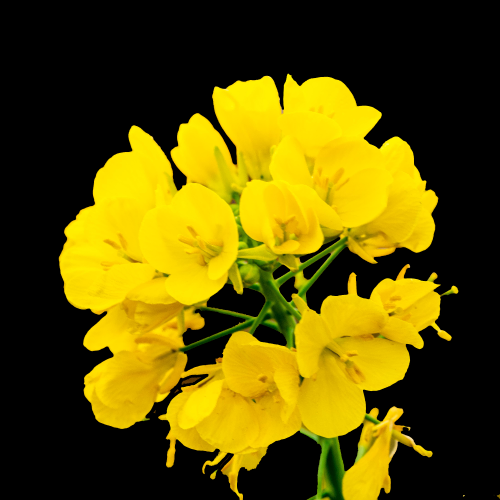 菊花雏菊装饰免抠元素素材10