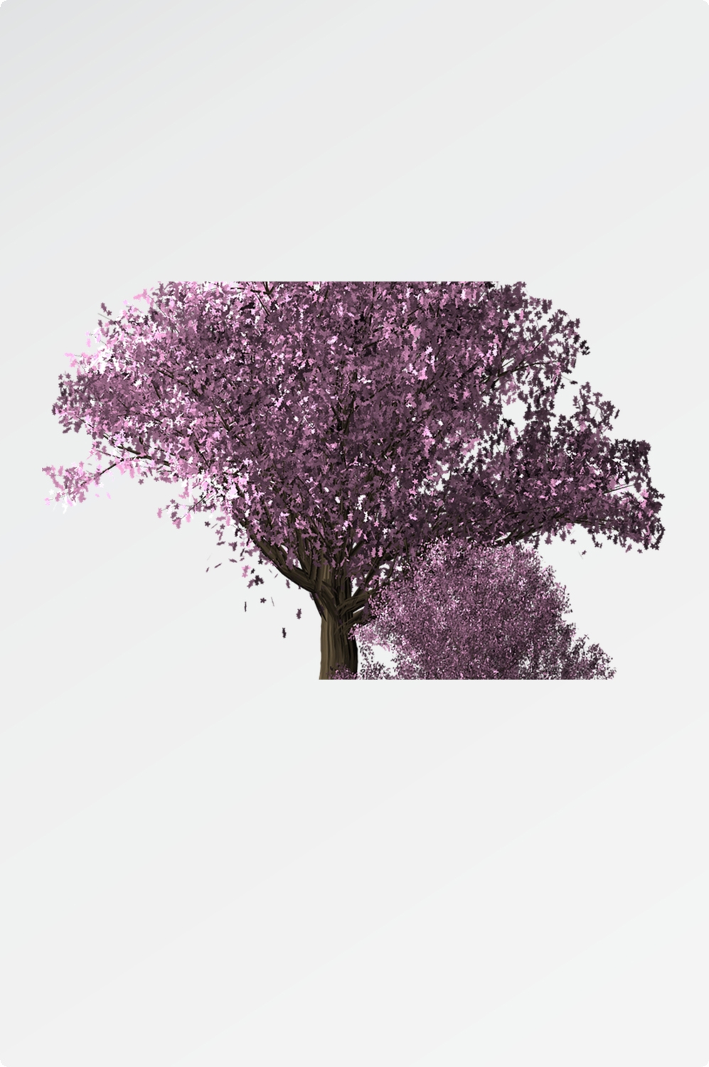 唯美樱花花树花枝樱花飘落图片装饰插图免抠14