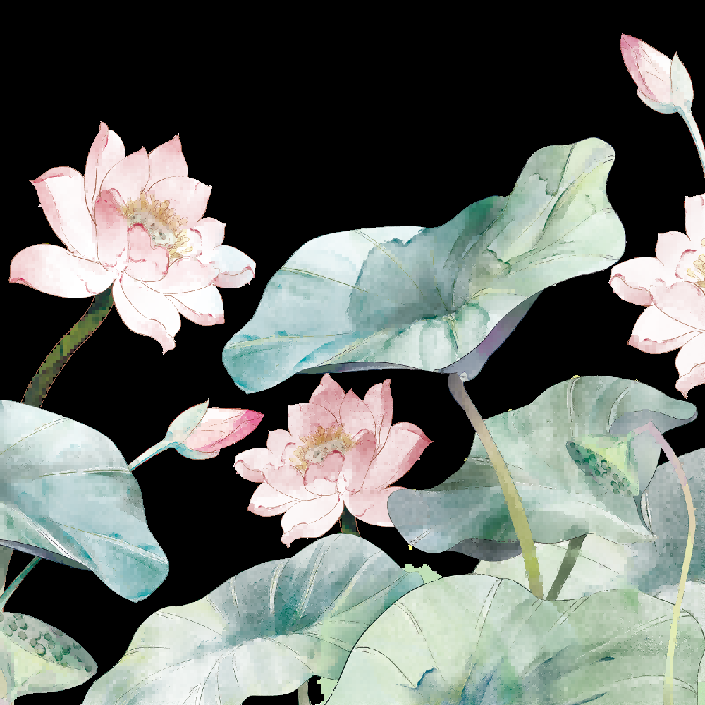 荷叶荷花素材插画装饰元素透明背景免抠素材55