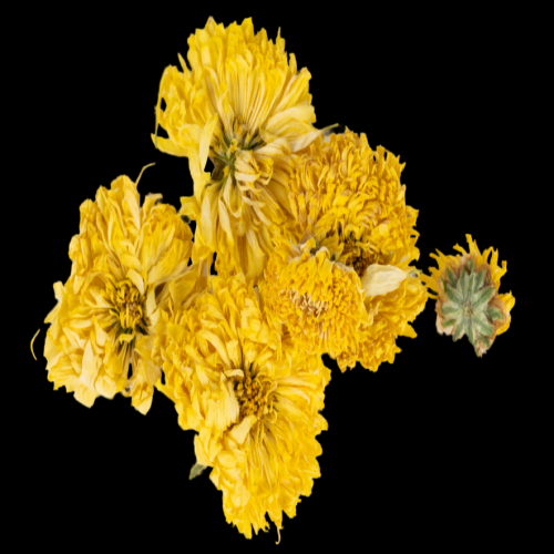 菊花雏菊装饰免抠元素素材7