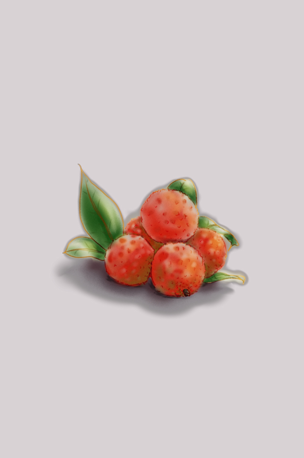 手绘荔枝图片素材装饰元素插画 png透明背景 (32)