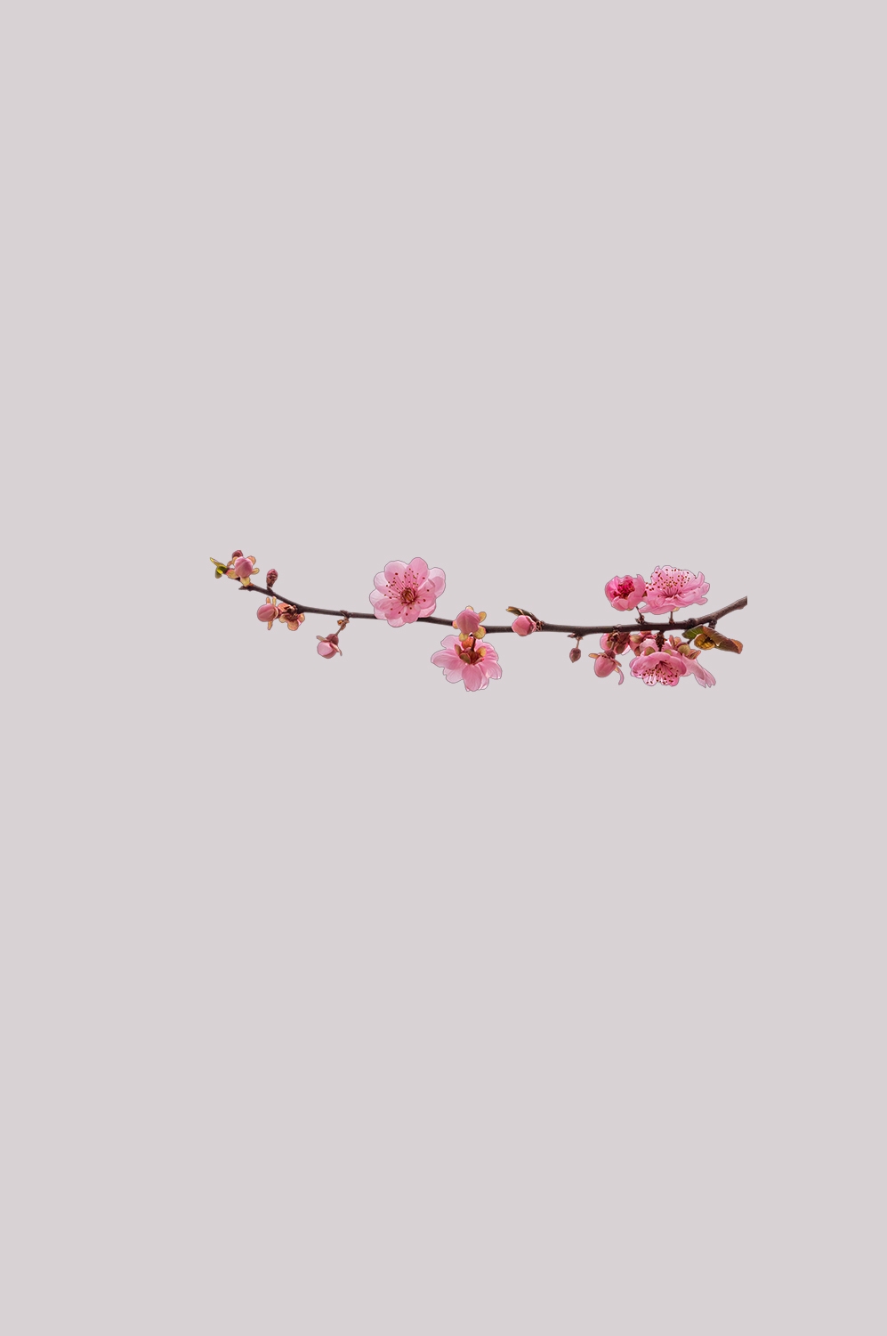 桃花素材图中国风海报设计桃树花枝透明背景2