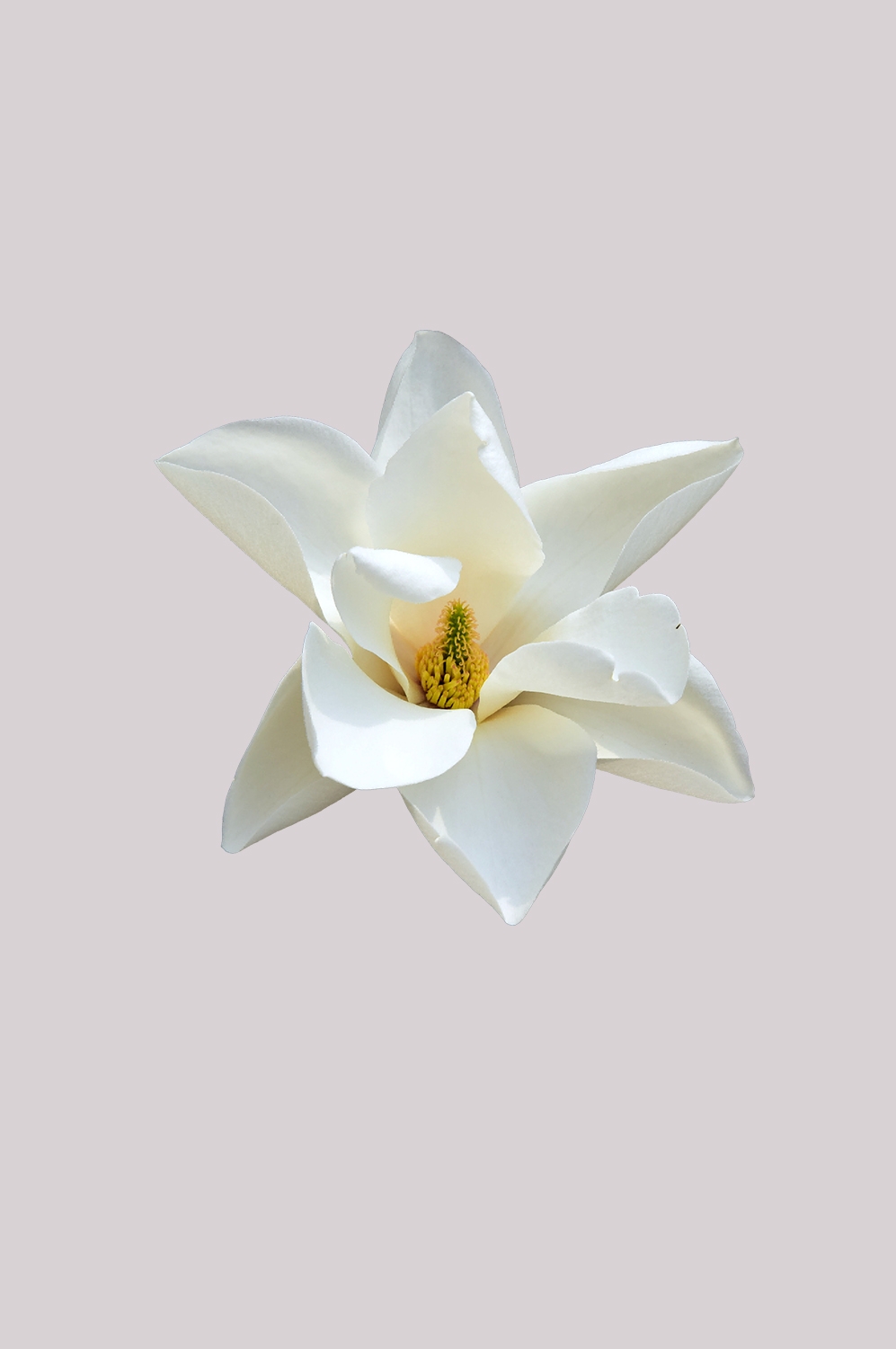手绘淡雅玉兰花枝花朵装饰元素插图免抠素材13