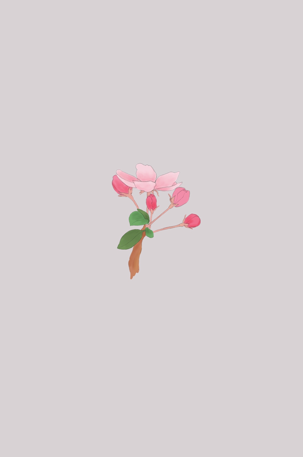 海棠花免抠元素装饰图案插画21