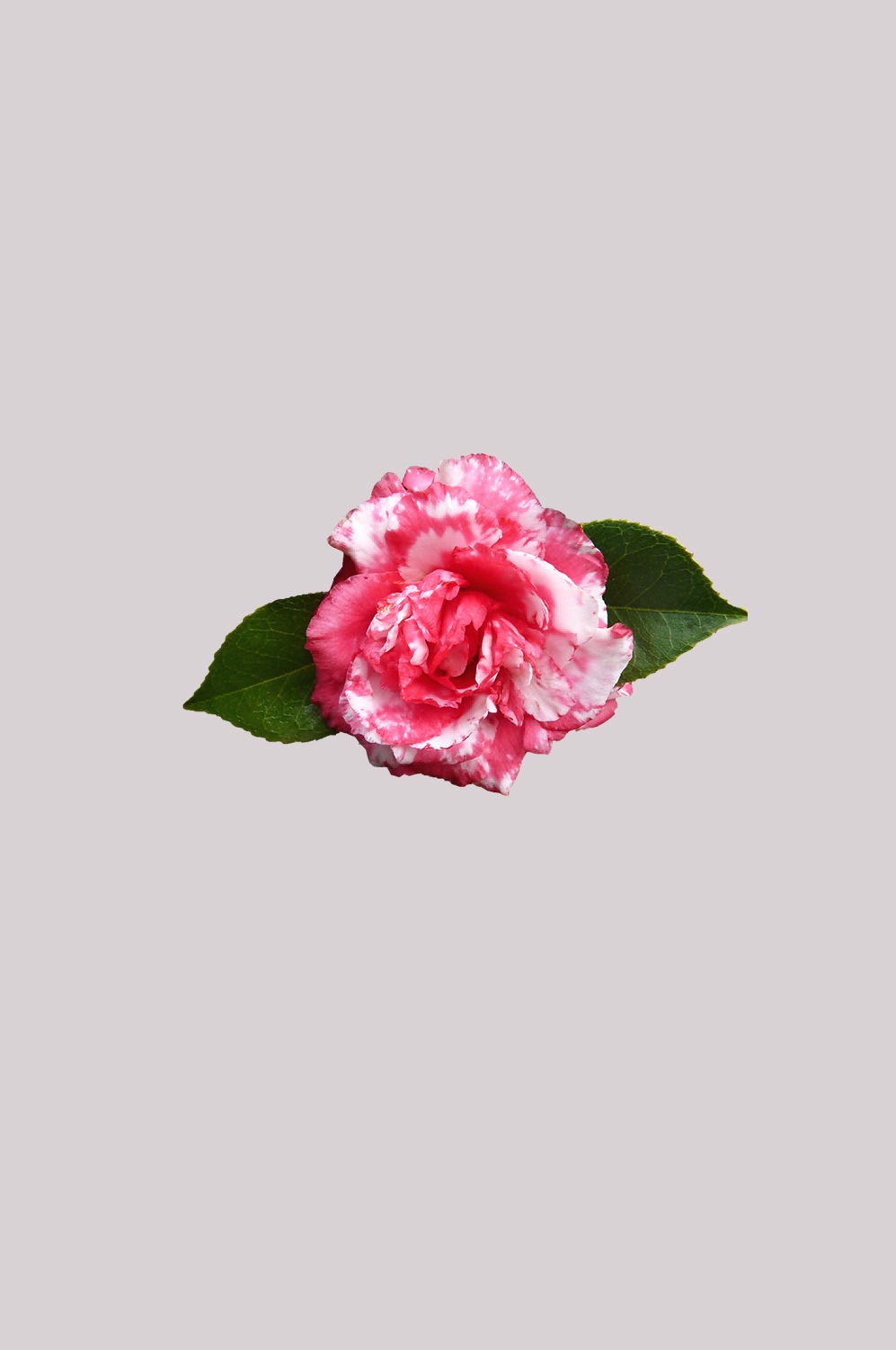 山茶花图片装饰图案插画素材36