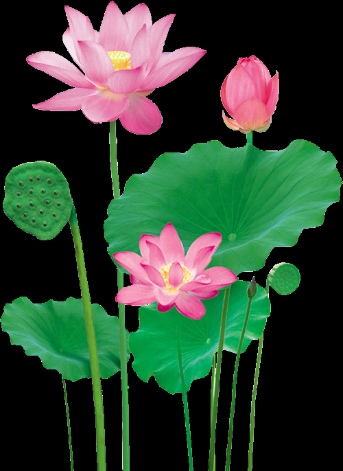 荷叶荷花素材插画装饰元素透明背景免抠素材8
