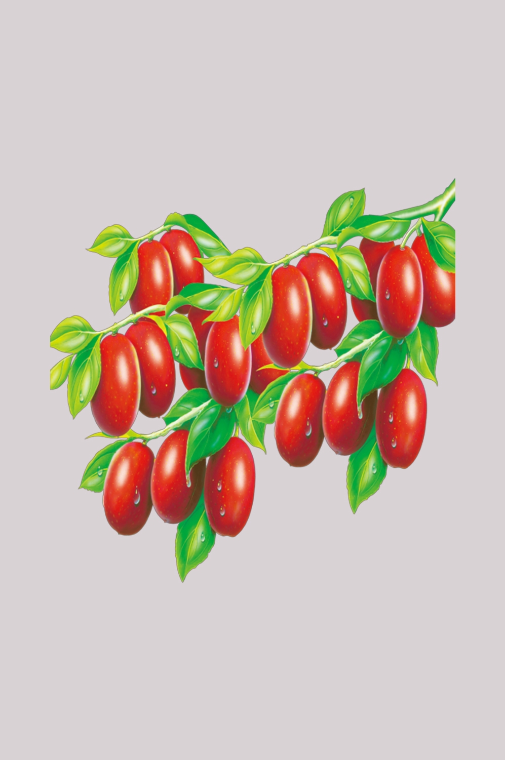 卡通手绘红枣图片素材装饰元素插画 png透明背景 (54)