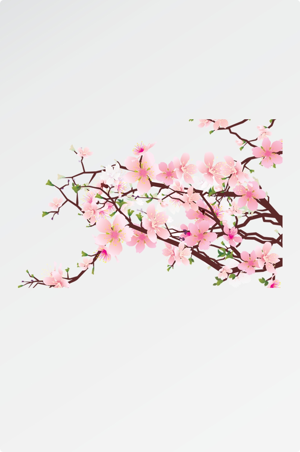 唯美樱花花树花枝樱花飘落图片装饰插图免抠18