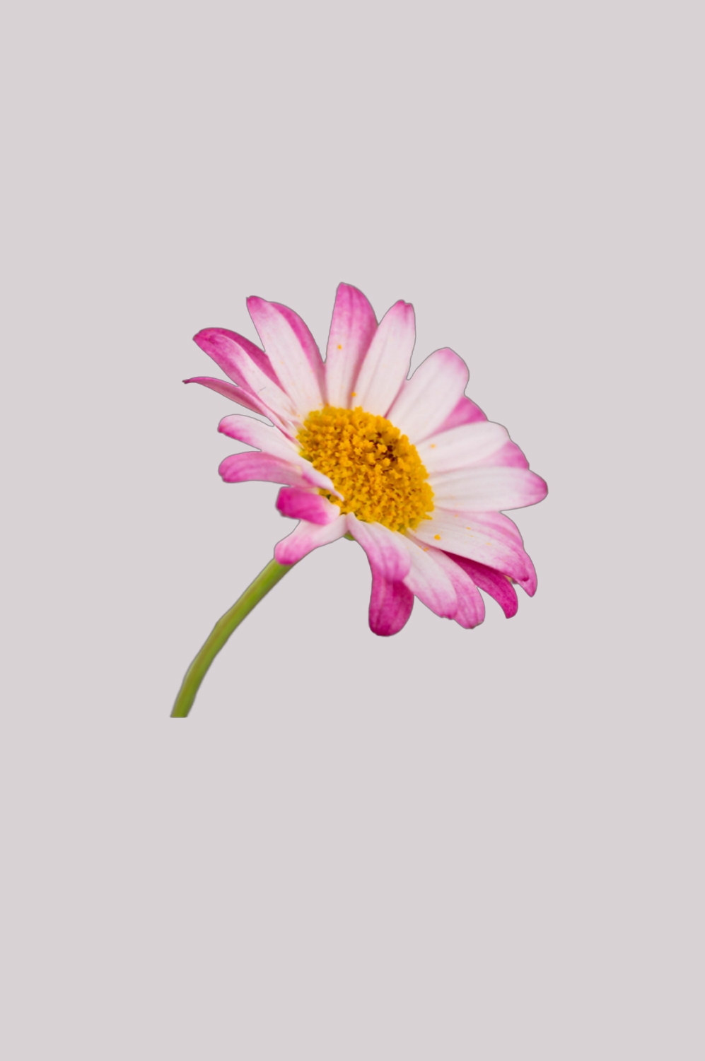 菊花雏菊装饰免抠元素素材33