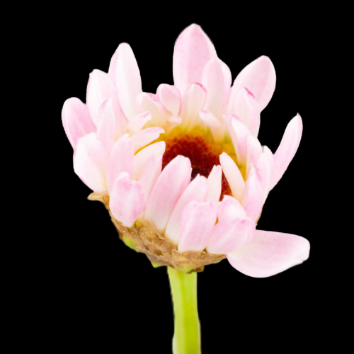 菊花雏菊装饰免抠元素素材6