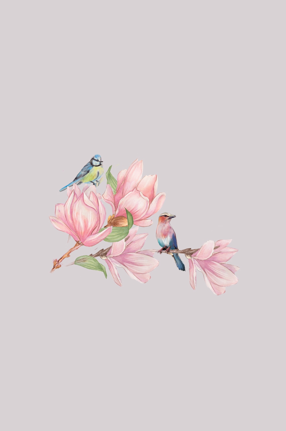 手绘淡雅玉兰花枝花朵装饰元素插图免抠素材45