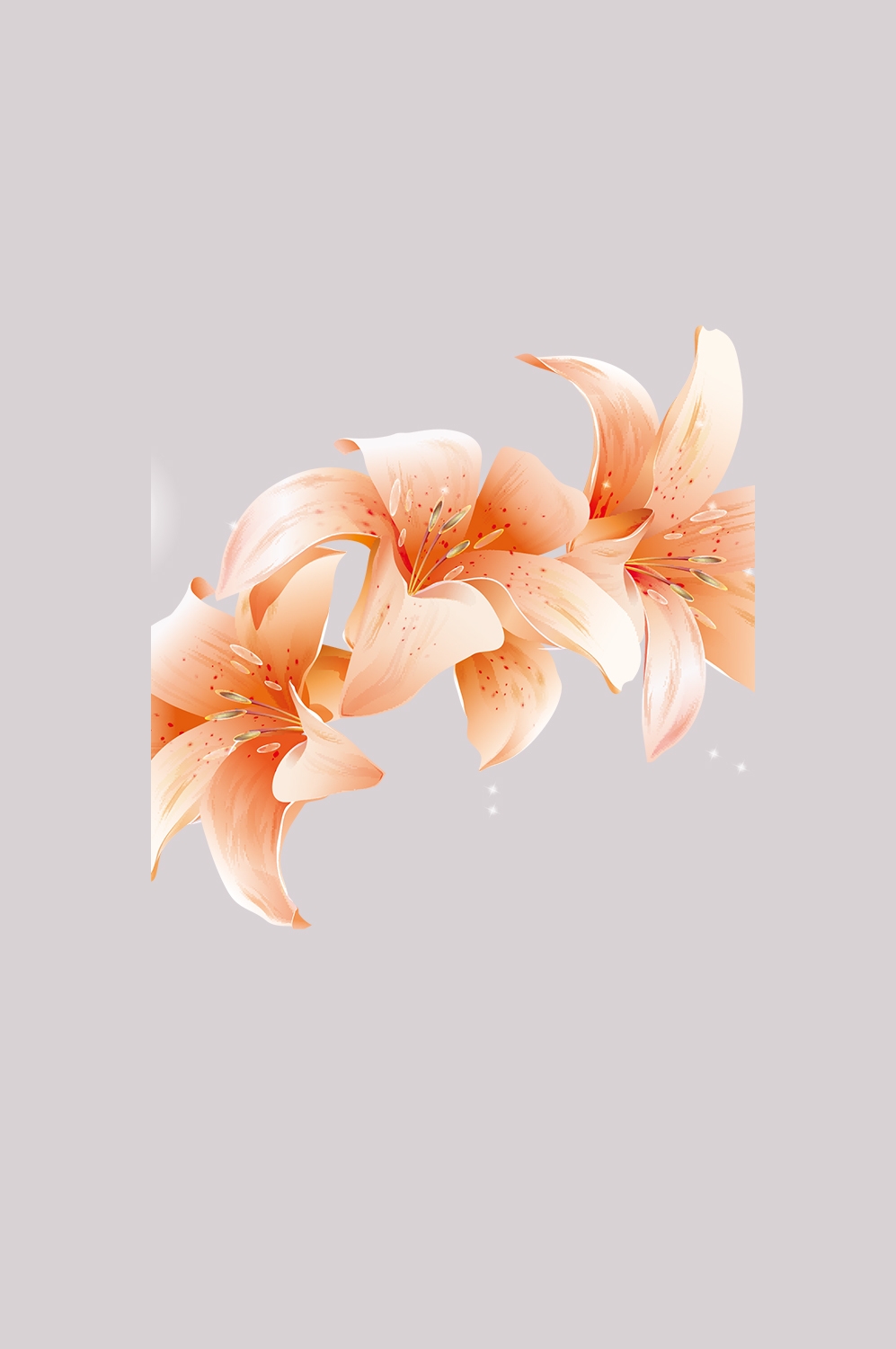 百合花免抠素材35
