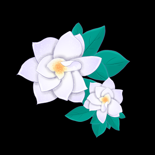 清新淡雅栀子花朵图片素材免抠元素16