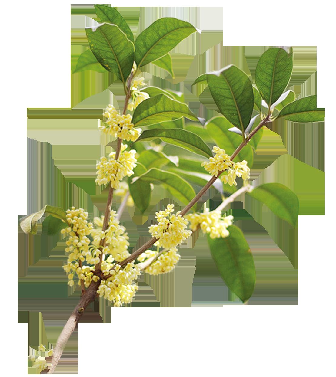 卡通手绘桂花花枝图案素材元素40