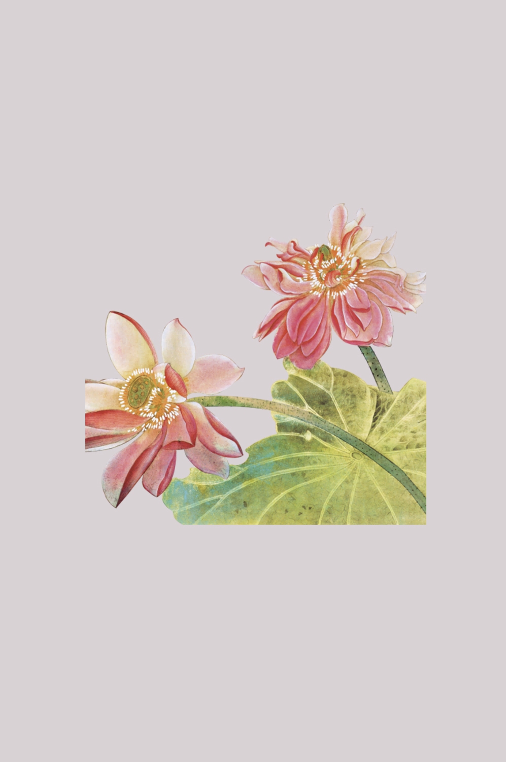 荷叶荷花素材插画装饰元素透明背景免抠素材56