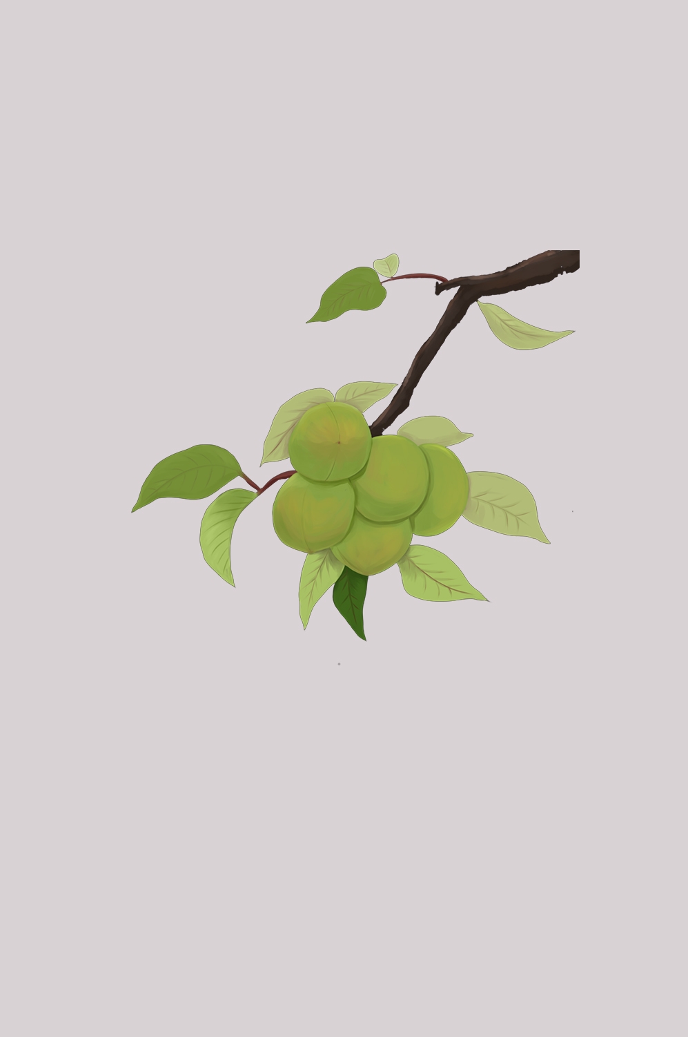 卡通手绘水果青梅图案素材图片装饰插画免抠40