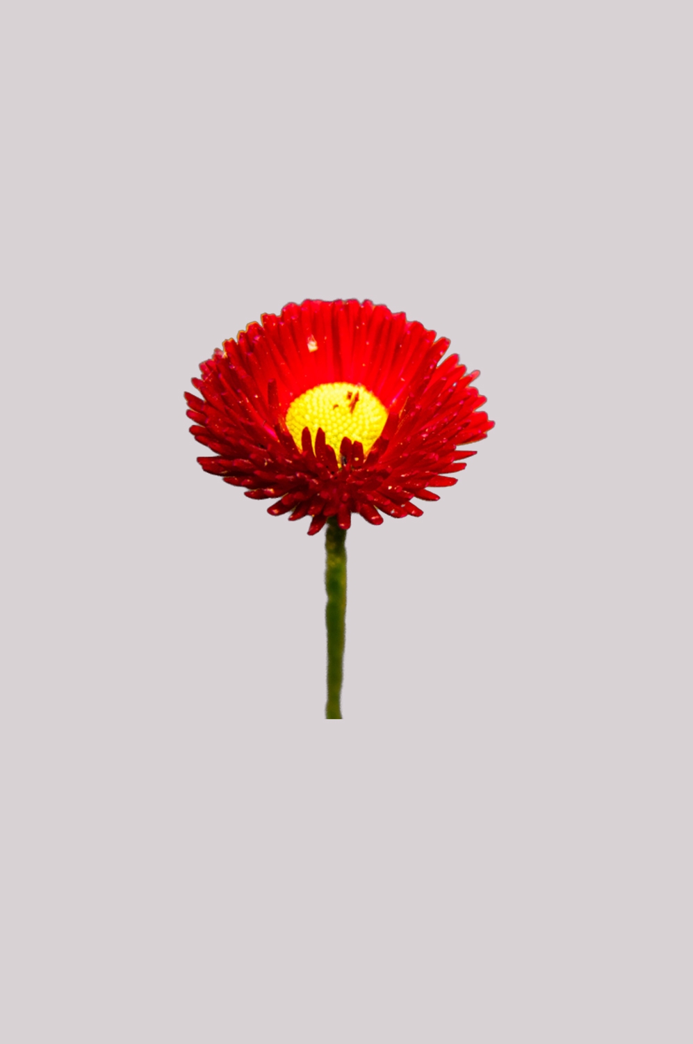 菊花雏菊装饰免抠元素素材8