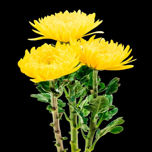 菊花雏菊装饰免抠元素素材27