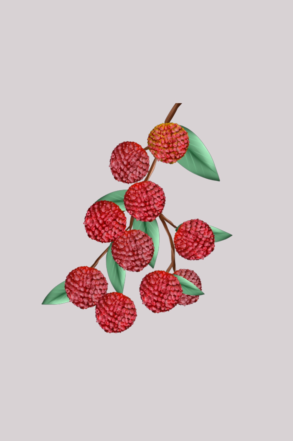 手绘荔枝图片素材装饰元素插画 png透明背景 (92)