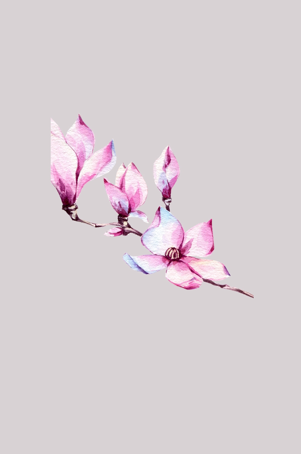 手绘淡雅玉兰花枝花朵装饰元素插图免抠素材39