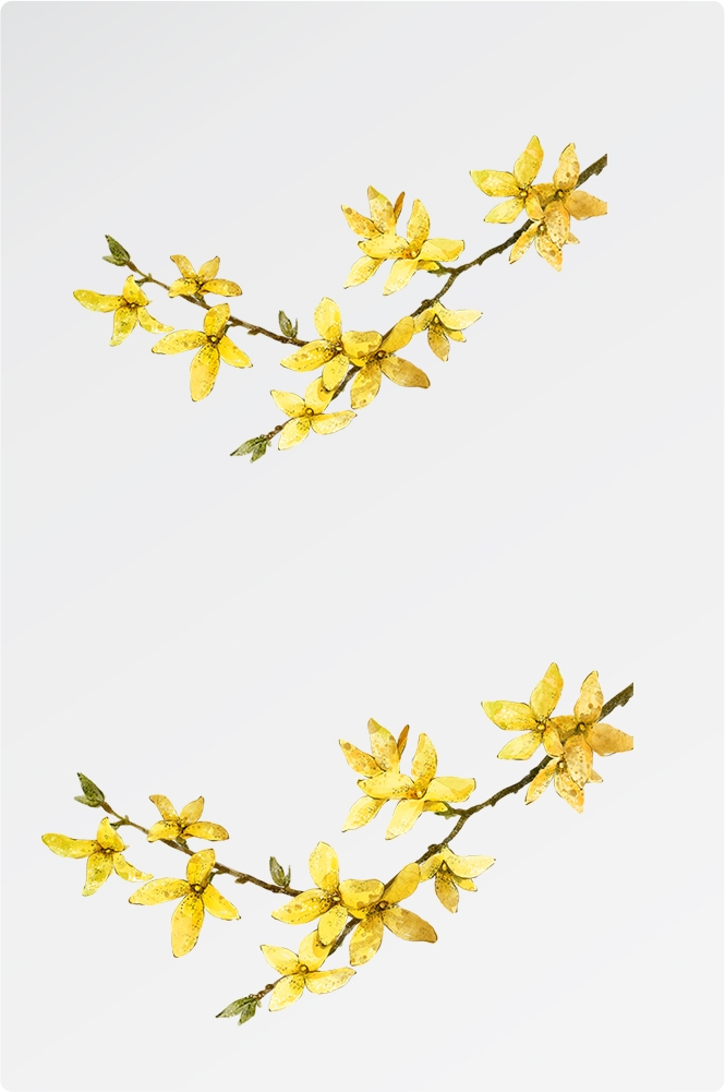 卡通手绘桂花花枝图案素材元素30