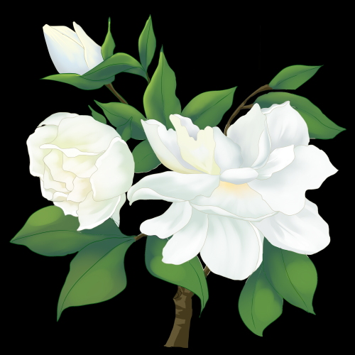 清新淡雅栀子花朵图片素材免抠元素13