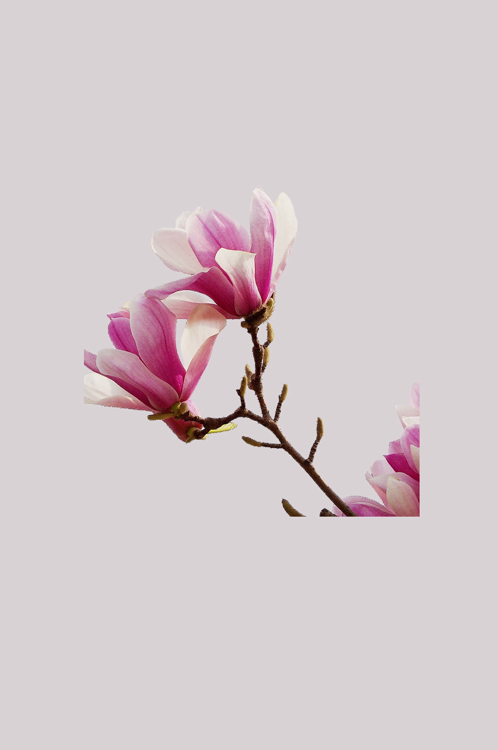 手绘淡雅玉兰花枝花朵装饰元素插图免抠素材15