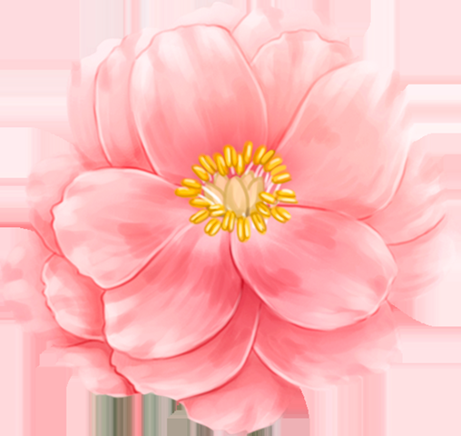 山茶花图片装饰图案插画素材48