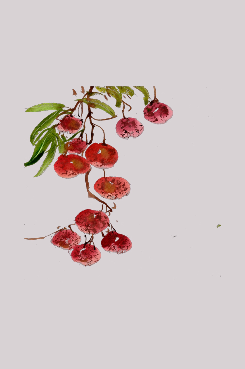 手绘荔枝图片素材装饰元素插画 png透明背景 (83)