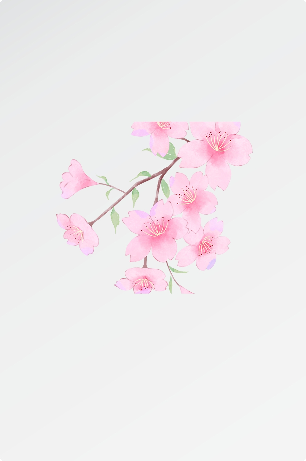 唯美樱花花树花枝樱花飘落图片装饰插图免抠47