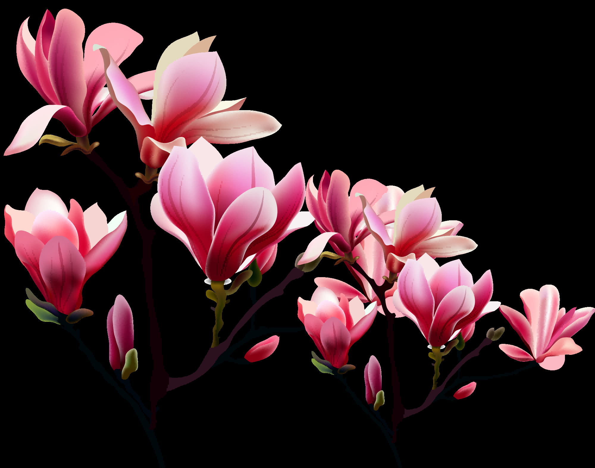 手绘淡雅玉兰花枝花朵装饰元素插图免抠素材38