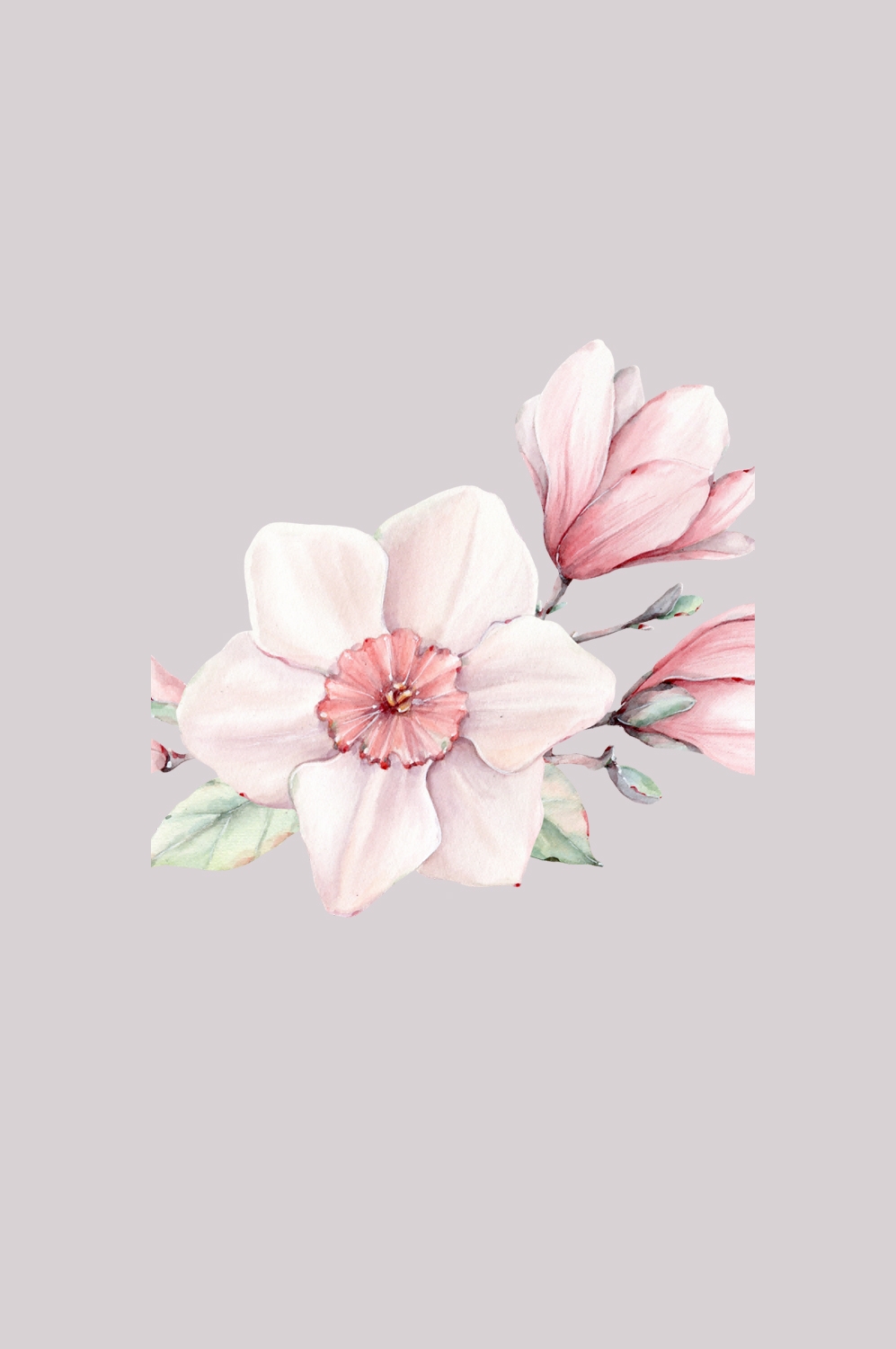 手绘淡雅玉兰花枝花朵装饰元素插图免抠素材34