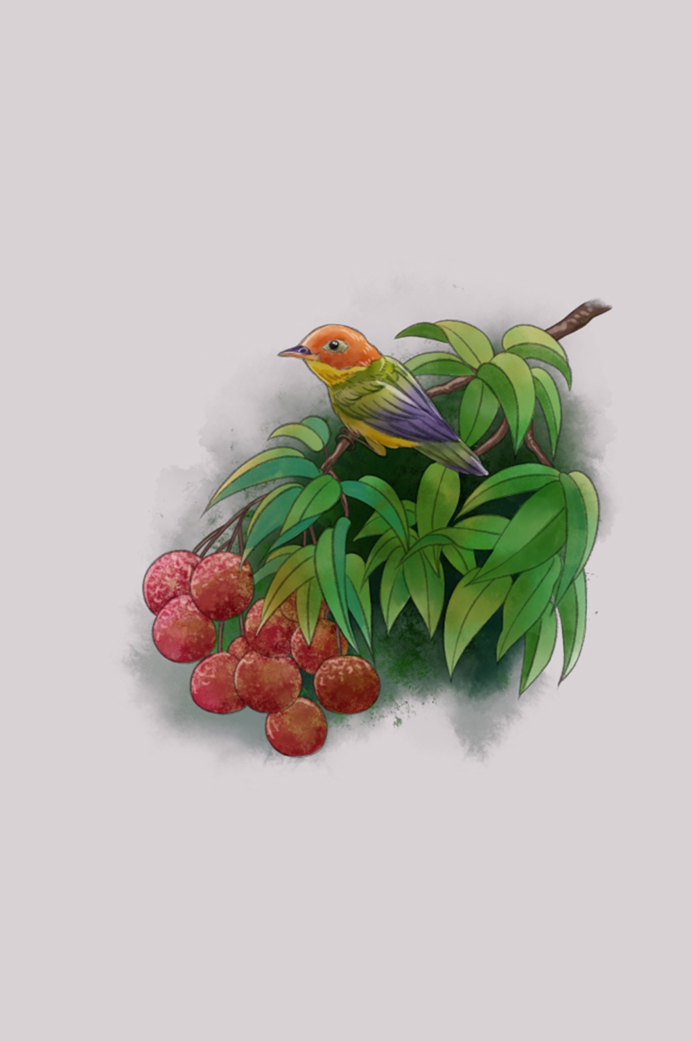 手绘荔枝图片素材装饰元素插画 png透明背景 (66)