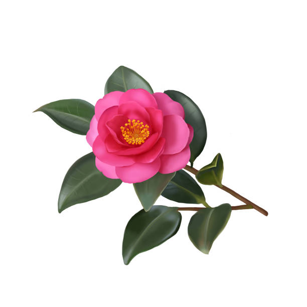 山茶花图片装饰图案插画素材25