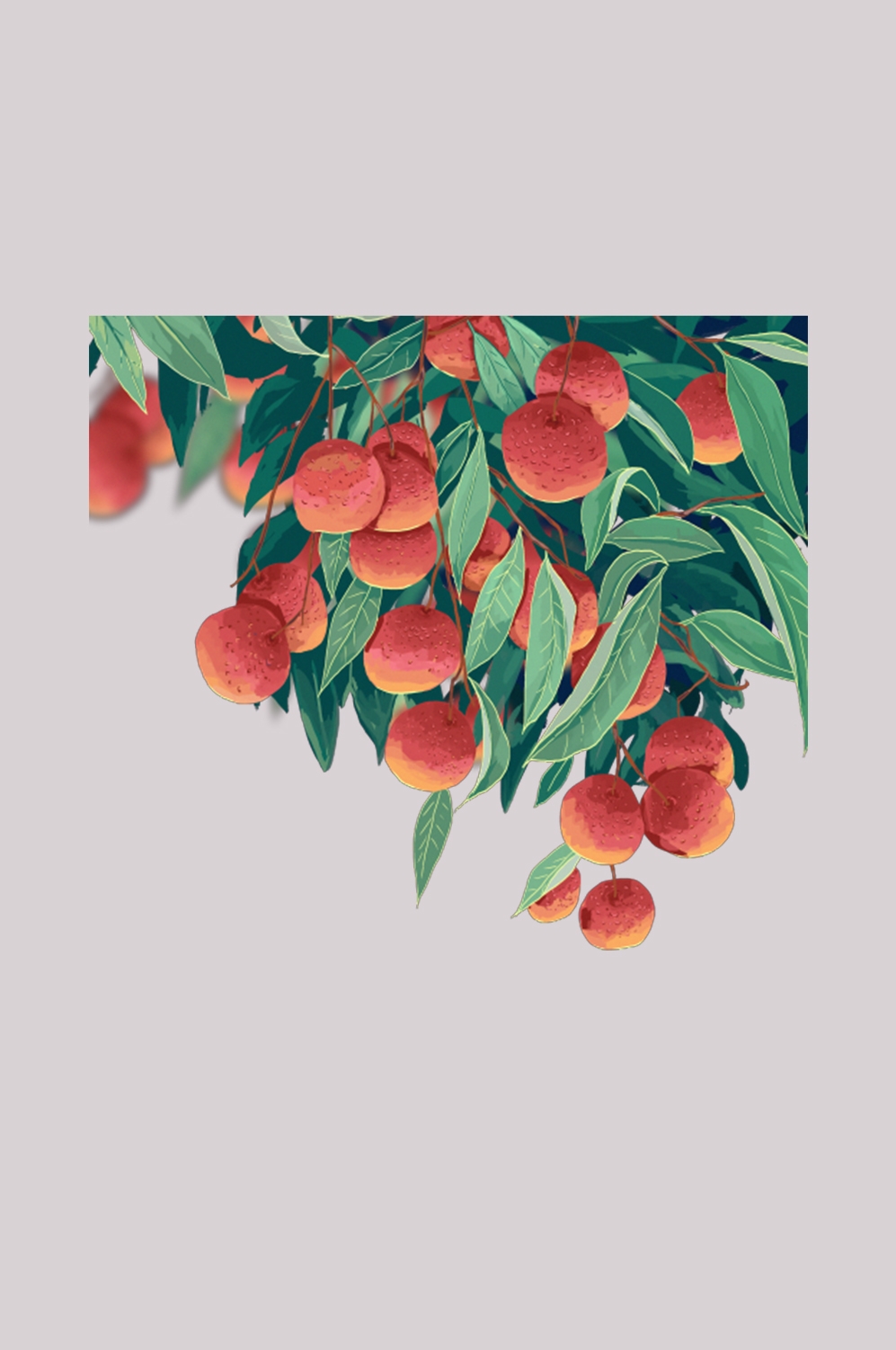 手绘荔枝图片素材装饰元素插画 png透明背景 (87)