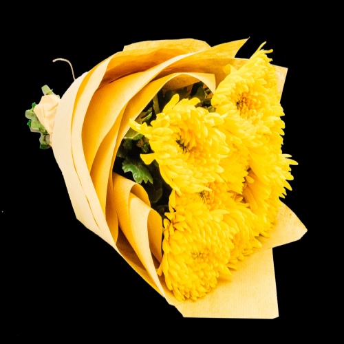 菊花雏菊装饰免抠元素素材24
