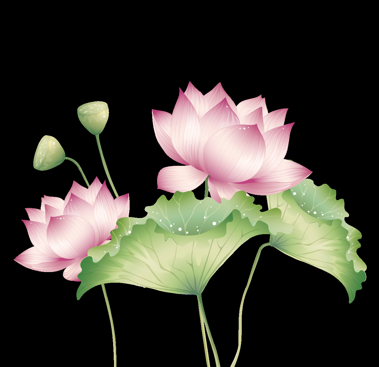 荷叶荷花素材插画装饰元素透明背景免抠素材15