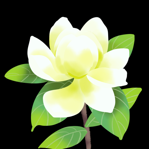 清新淡雅栀子花朵图片素材免抠元素12