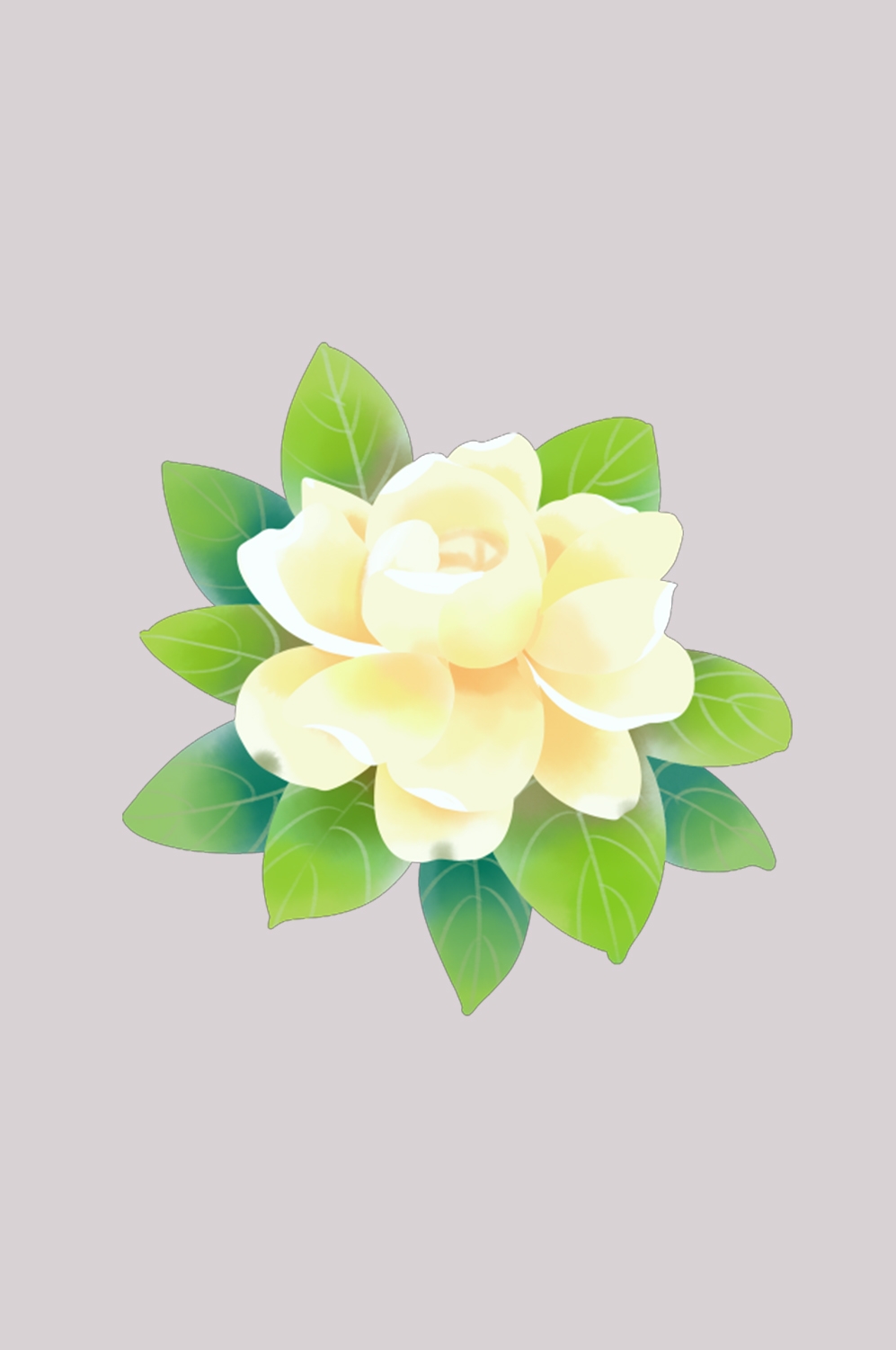 清新淡雅栀子花朵图片素材免抠元素26