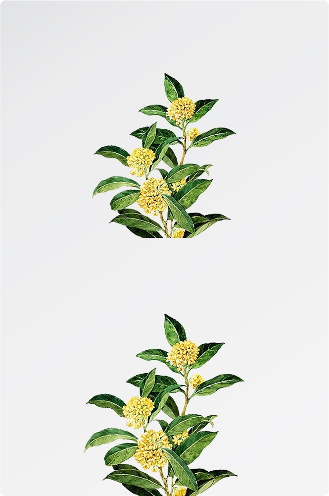 卡通手绘桂花花枝图案素材元素45
