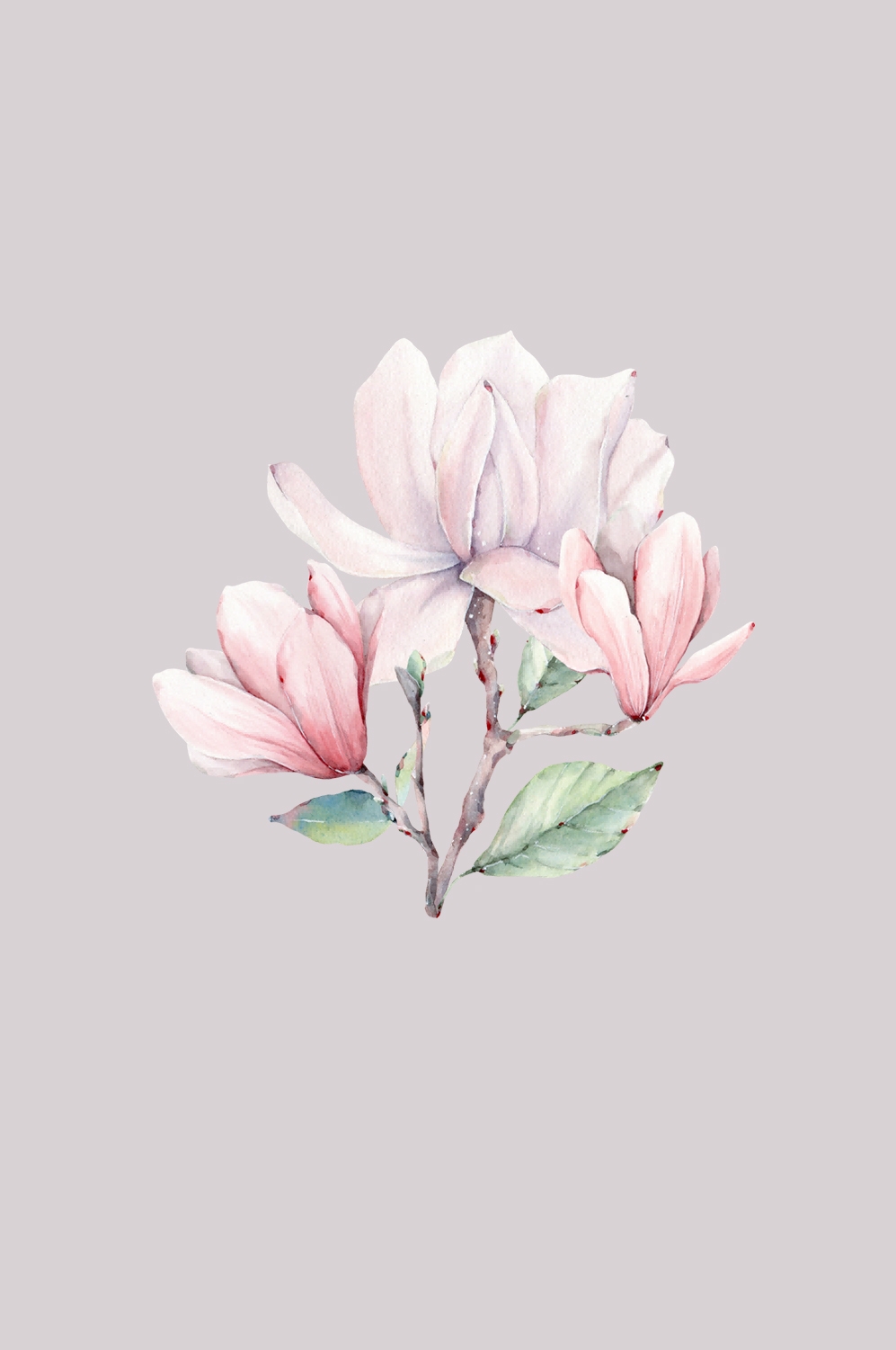 手绘淡雅玉兰花枝花朵装饰元素插图免抠素材2