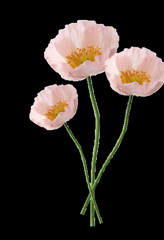 山茶花图片装饰图案插画素材9