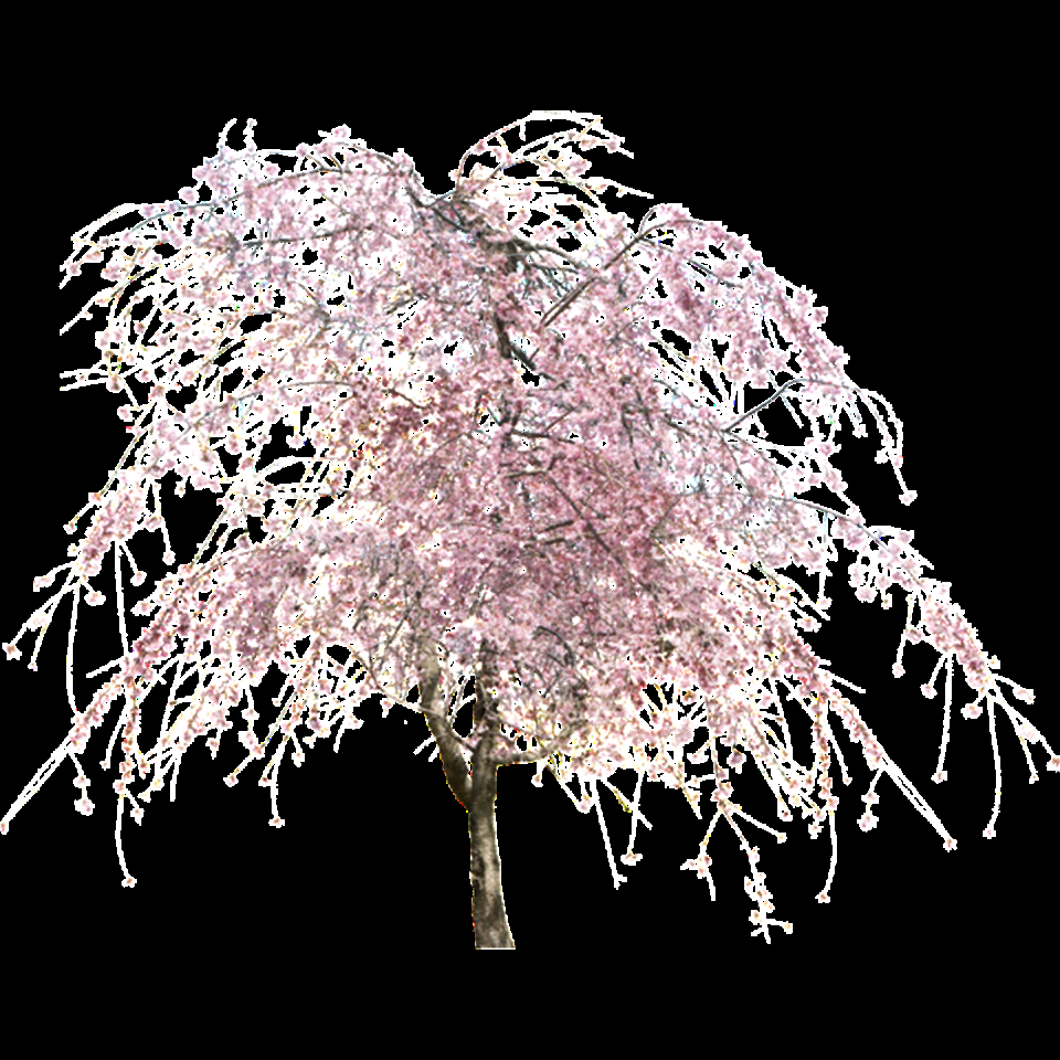 唯美樱花花树花枝樱花飘落图片装饰插图免抠39
