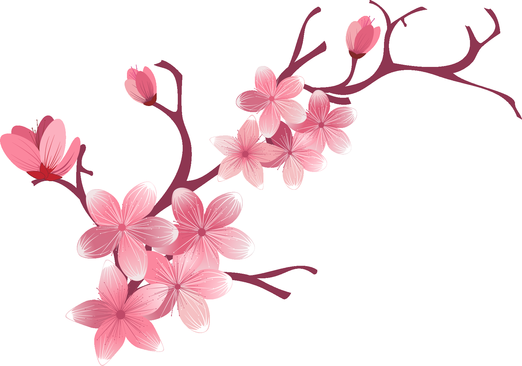 唯美樱花花树花枝樱花飘落图片装饰插图免抠19