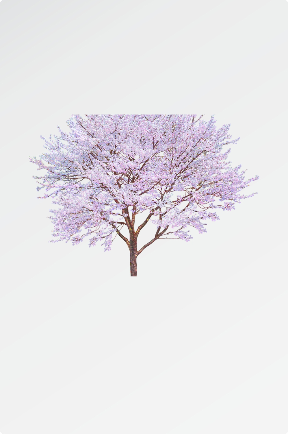 唯美樱花花树花枝樱花飘落图片装饰插图免抠40