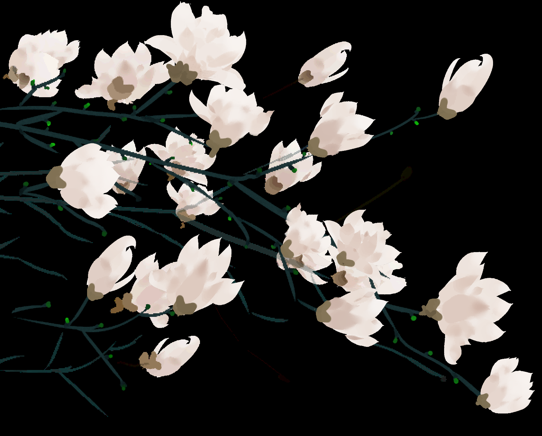 手绘淡雅玉兰花枝花朵装饰元素插图免抠素材30